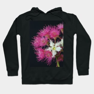 Brushbox Framed by Corymbia Ficifolia Hoodie